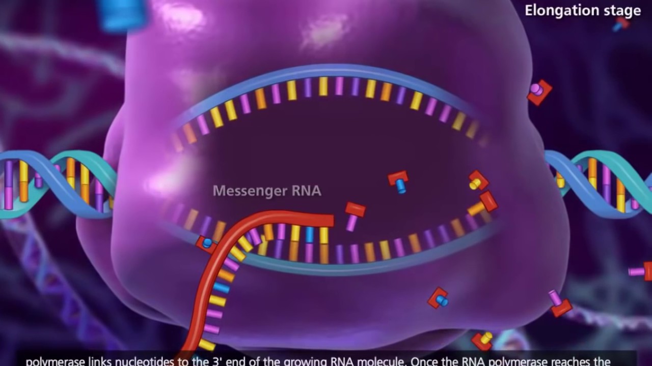 DNA transcription and translation [HD animation]