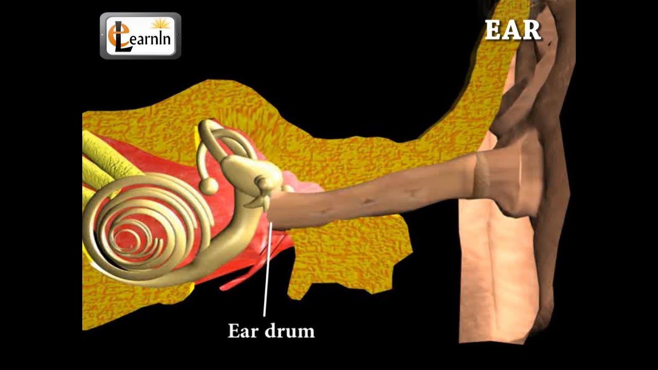 Ear Anatomy | Inside the ear | 3D Human Ear animation video | Biology | Elearnin