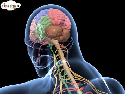 Biology - 3D animation  - Human Nervous System  Overview ( Senior)  - English