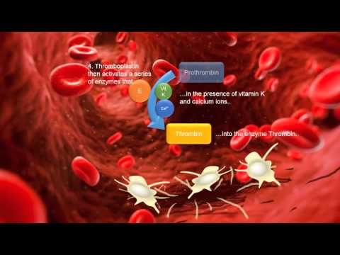 Blood Clotting Cascade AS Biology animation