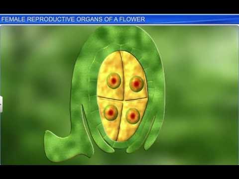 CBSE Class 12 Biology, Sexual Reproduction in Flowering Plants-2, Female Reproductive Organs