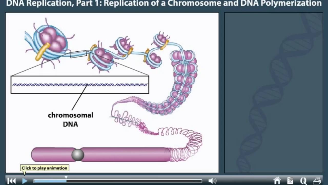 DNA Replication in prokaryotes animation