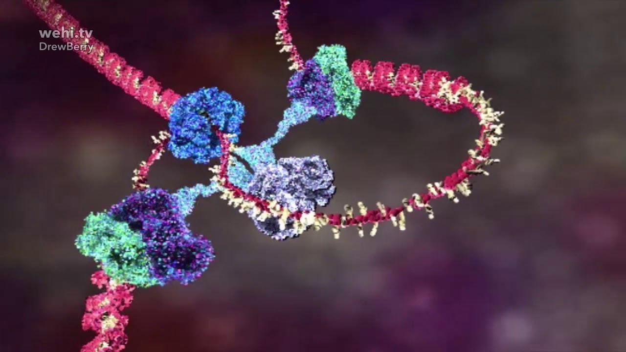 DNA animations by wehi.tv for science-art exhibition