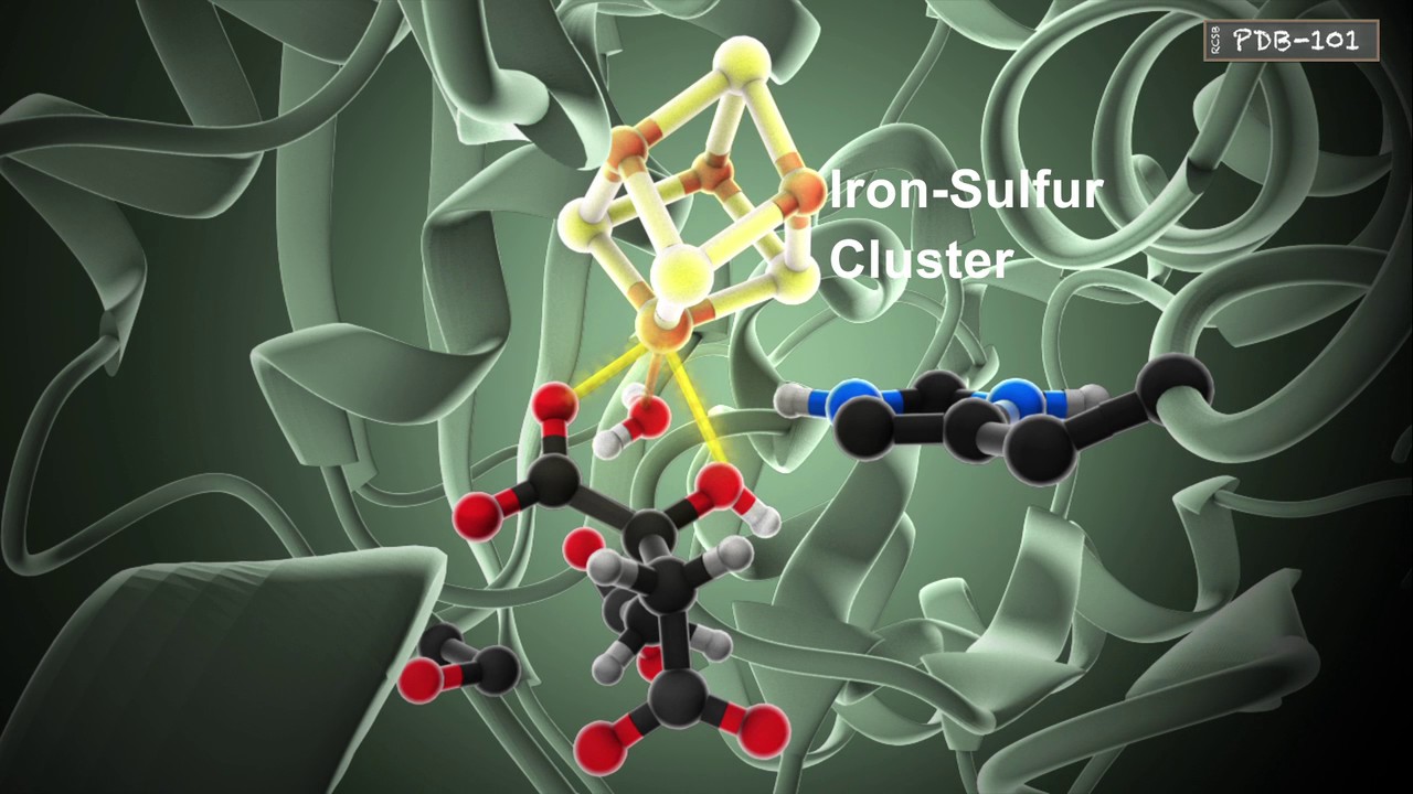 How Enzymes Work