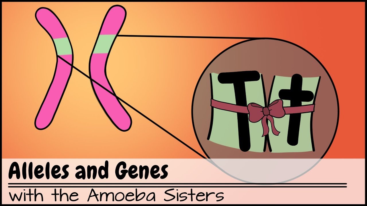 amoeba-sisters-alleles-and-genes-worksheet-kwabena-hensley
