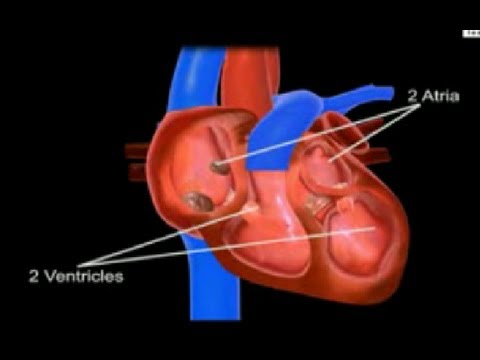 Blood Circulation in Human Body | How Heart Works & Beats | Biology Heartbeat Animation Video