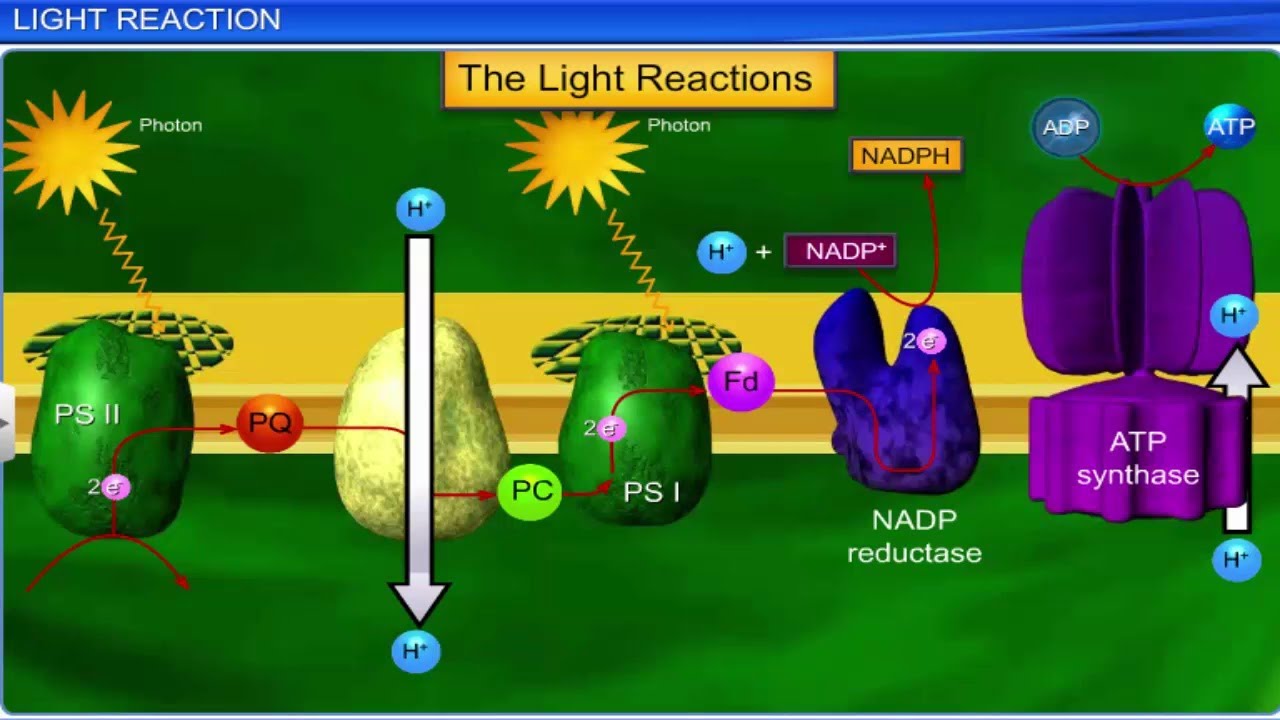 Photosynthesis in Higher Plants || Full Chapter || by Shiksha House
