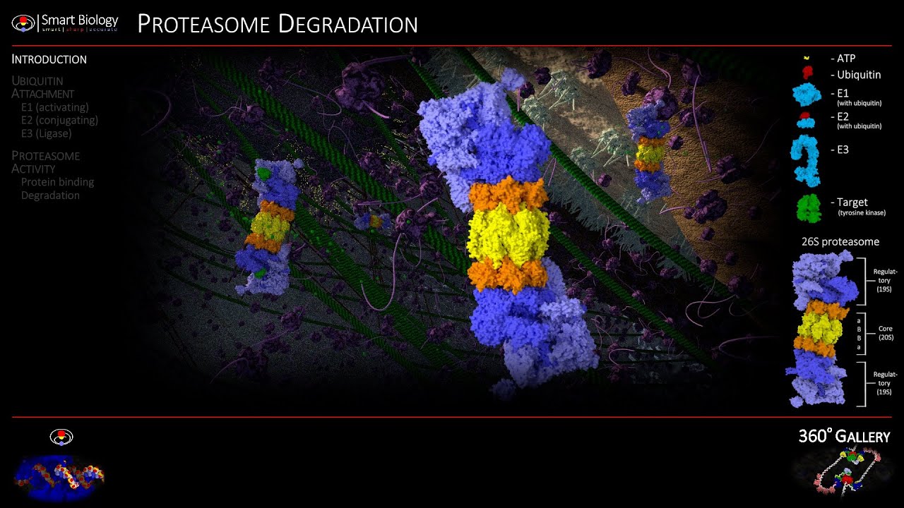 Proteasome Animation 3D Molecular Biology