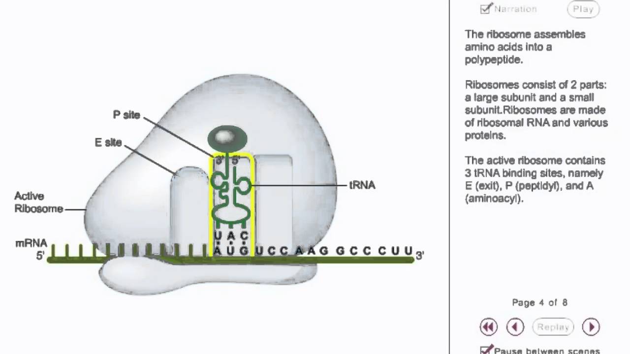 Protein synthesis Animation - translation initiation in prokaryotes