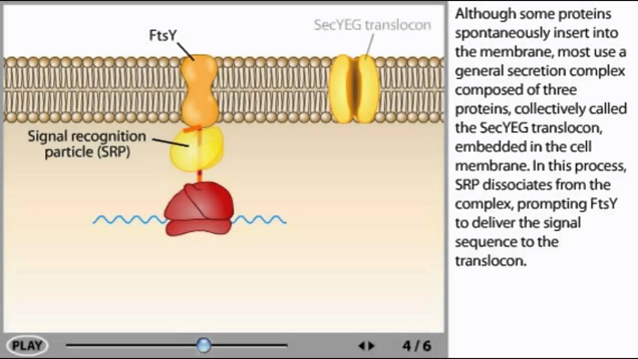 Protein transport Animation