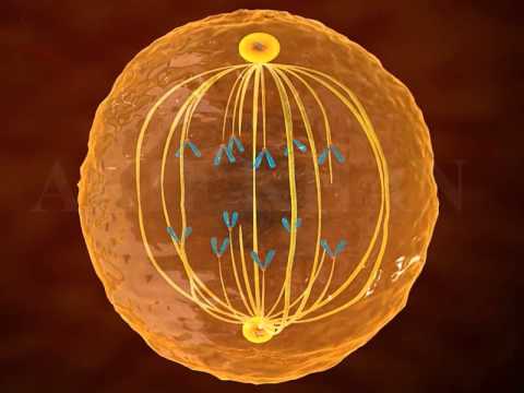 mitosis 3d animation |Phases of mitosis|cell division