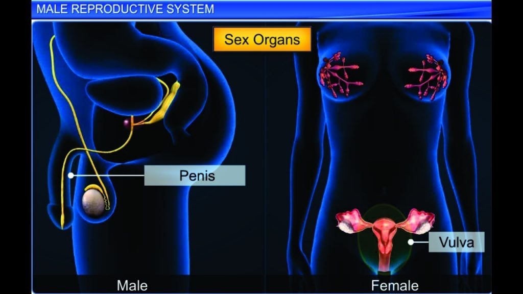 Male Reproductive System by Shiksha House – Public Learning Center