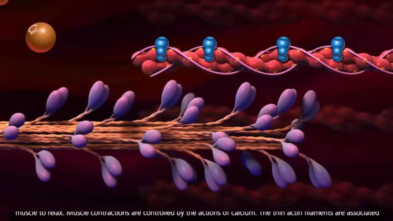 Muscle Contraction Process [HD Animation]